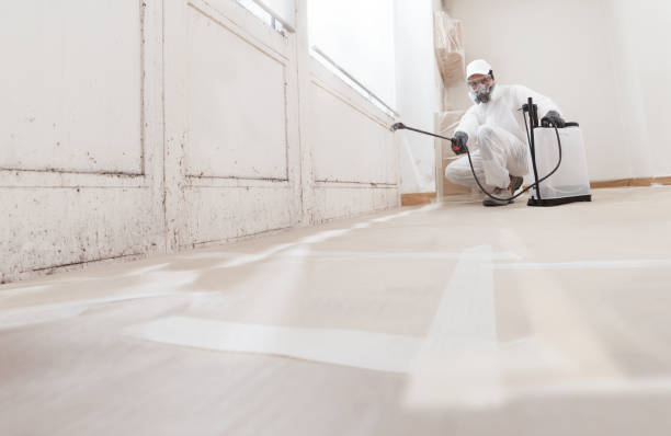 Black mold remediation team in Gladstone